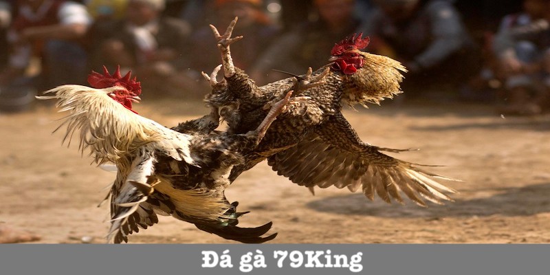 Đá Gà 79King - Hình Thức Cá Cược Hấp Dẫn Và Kịch Tính Nhất